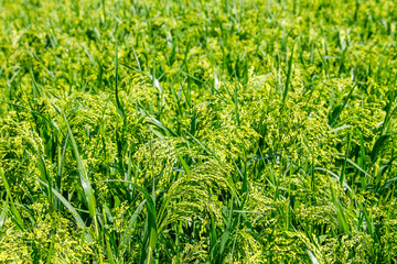 Obraz premium Preview green field plant millet background
