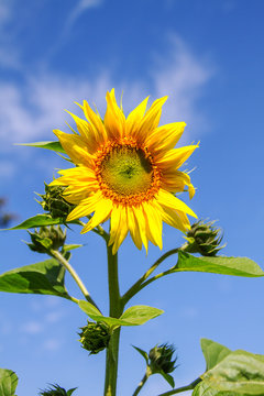young flowering plant sunflower against the sky