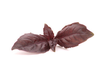 basilic pourpre