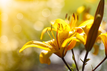 yellow blooming lilies on a sunny day