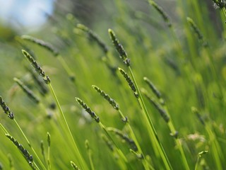 Lavender field detail