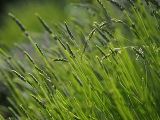 Lavender flowers field