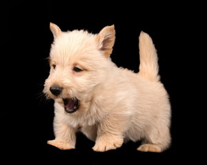 Chiot Scottish Terrier sur fond noir