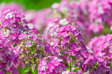 Pink Flowers Summer Blossom Close Up