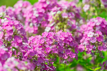 Obraz premium Pink Flowers Summer Blossom Close Up