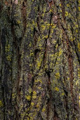 Lichen on Tree Bark