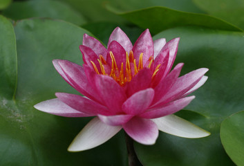 Lotus flower and Lotus flower plants