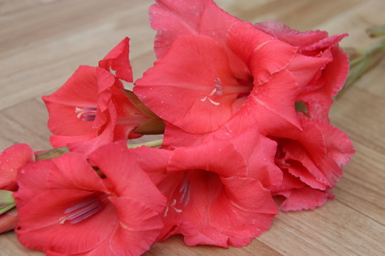 Gla&iuml;euls