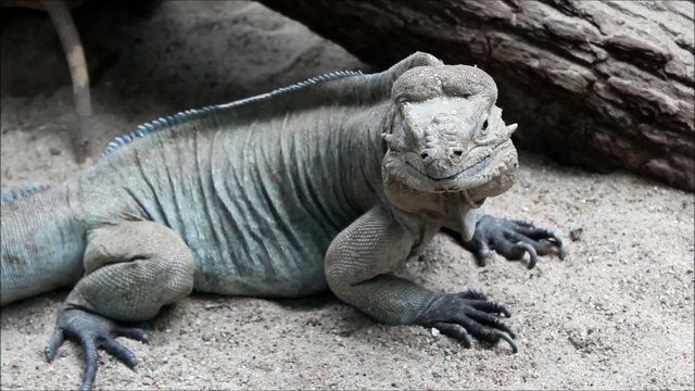 Nashornleguan (Rhinoceros Iguana) Cyclura cornuta