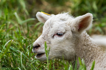 lamb