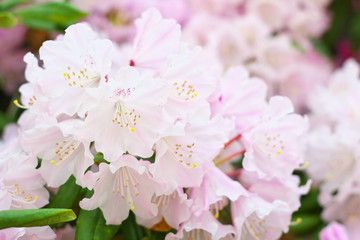 Close up of rhododendron flowers