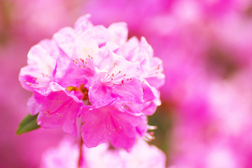 Close up of rhododendron flowers