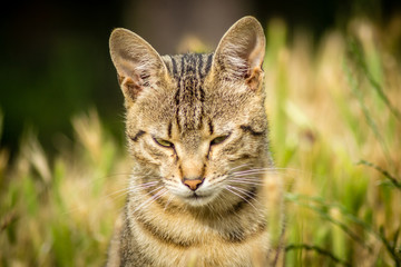 Naklejka na ściany i meble Stray cat sitting in the grass