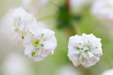 Close up of bridal wreath flowers
