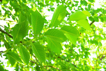 Fototapeta na wymiar Close up of fresh leaves