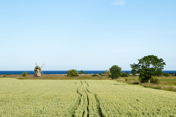 Rural landscape with windmill and corn field © olandsfokus