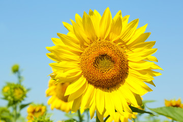 Beautiful sunflower in the field, close up