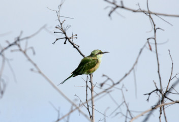 Green bee-eater on a branch