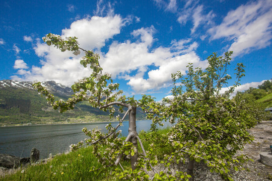 Fruit blossom in Hardanger