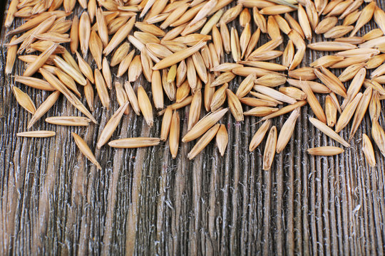 Rye grains, close-up