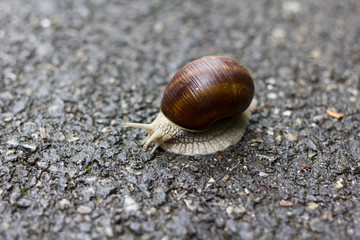 A small snail moving slowly with his house