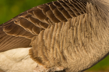 Flankengefieder einer Kanadagans