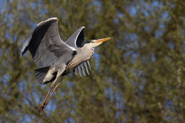 Graureiher im Flug