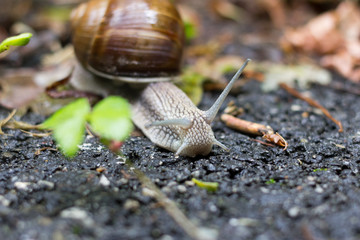 A small snail moving slowly with his house
