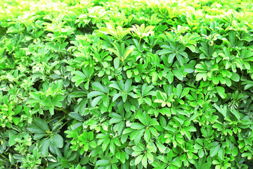 Beautiful green bush in garden, close-up