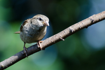 Young House Sparrow Perched on a Branch