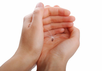 Seed of dandelion type under woman's hand protection