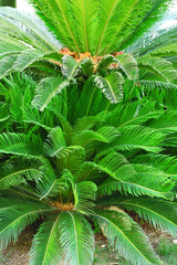 Beautiful tropical bush, close up