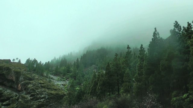 Nebel in den Bergen von Gran Canaria