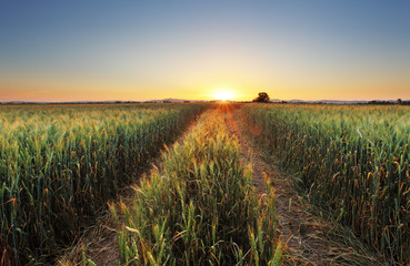 Wheat field with sun