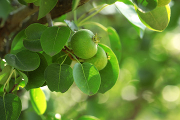 Obraz premium Beautiful spring leaves with fruits on tree outdoors