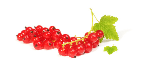 Red currant close up