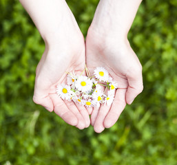 new life, plant in hands - grass background 