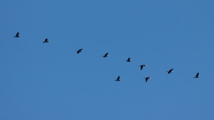 Kormorane im Flug