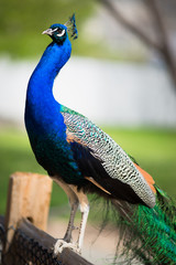 Fototapeta premium Peacock