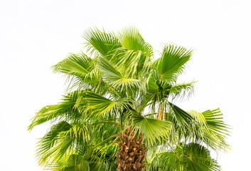 Fototapeta premium Palm tree isolated on white background
