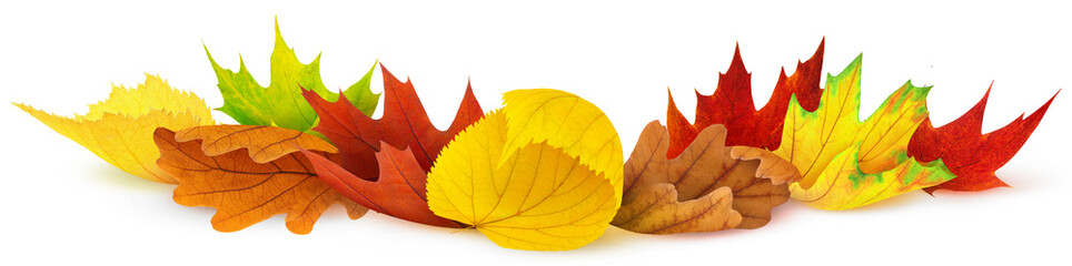Isolated leaves. Colorful autumn leaves over white background, design element