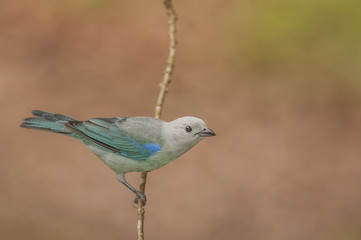 Blue-gray Tanager