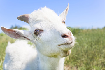 young white goat