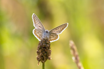 Common blue butterfly faces camera