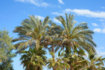 Fototapeta premium Palm trees against a blue sky