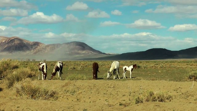 Pferde in der W&uuml;ste horses in the desert