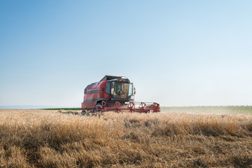 Obraz premium Working Harvesting Combine