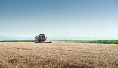 Obraz premium Working Harvesting Combine
