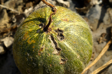 Pumpkin fruit scab