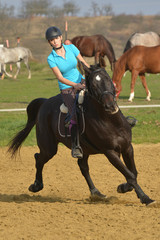 horse jumping